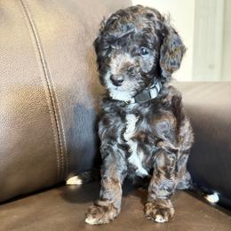 Hades - Black male Poodle puppy in Bakersfield, California from Pedigree Poodles