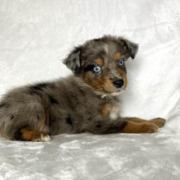 Miniature Australian Shepherd Puppies from JSK Aussie