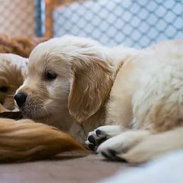 Golden Retriever, Goldendoodle, Labradoodle, and Aussiedoodle Puppies from Colorado Doodlebugs