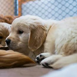 Golden Retriever, Goldendoodle, Labradoodle, and Aussiedoodle Puppies from Colorado Doodlebugs