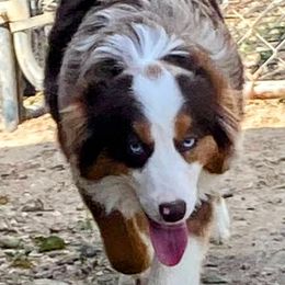 Miniature American Shepherd and Miniature Australian Shepherd All Grown Up from War Eagle Kennel