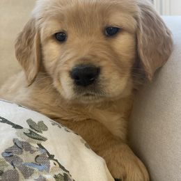 Golden Retriever Puppies from Rainy Day Goldens