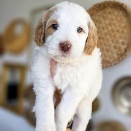 Buttercup - Parti female Goldendoodle puppy in Moses Lake, Washington from Macy Meadows Doodles