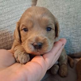 Lily F1b - Red female Cavapoo puppy in Centerton, Arkansas from Velvet Paws Cavapoos