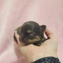 Chocolate tri girl - Chocolate and tan female Chihuahua puppy in Richmond, Virginia from Breens
