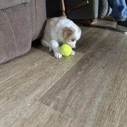 Border Collie Puppies from Cahill’s Canines