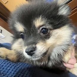Pomeranian All Grown Up from Raja & Emri’s Adventures