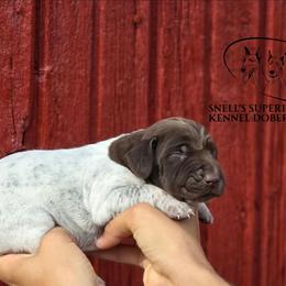 Boy 7 - Liver roan male German Shorthaired Pointer puppy in China Township, Michigan from Snell's Superior Kennel Dobermann & GSP