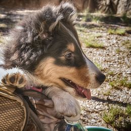 Shetland Sheepdogs from Paradise Farms