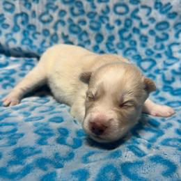 AKC Nutmeg - White male Siberian Husky puppy in Centreville, Maryland from Huskies By the Bay