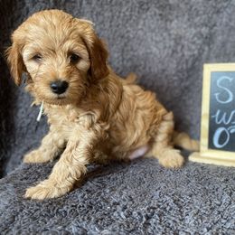 Goldendoodle Puppies from Simply Mini Goldendoodles