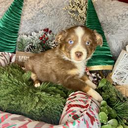 Russells Reserve - Red merle male Miniature Australian Shepherd puppy in California from Eagle River Aussies