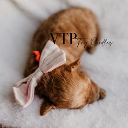 Girl 3 - Red  Poodle puppy in Las Vegas, Nevada from Vegas Toy Poodles