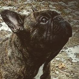 Valentino - French Bulldog