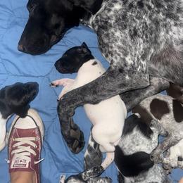 German Shorthaired Pointer Puppies from Red Hills GSPs