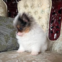 Bentley - Blue merle male Pomeranian puppy in San Jacinto, California from Savvypomeranians