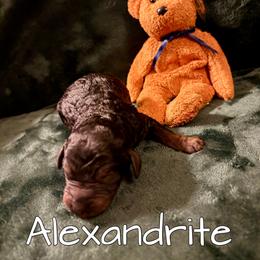 Alexandrite - Black phantom male Aussiedoodle puppy in Gresham, Oregon from Daisys Doodles
