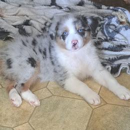 HAVEN - Blue merle female Australian Shepherd puppy in Elk Creek, Missouri from Hearts on Fire Australian Shepherds