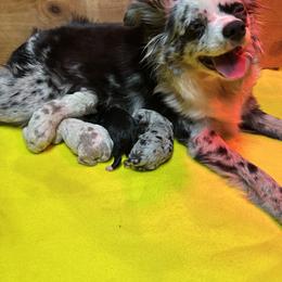 Miniature Australian Shepherd and Toy Australian Shepherd Puppies from Cherry Grove Kennel