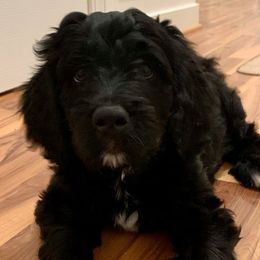 Bernedoodles from Kendall Powers' Bernedoodles