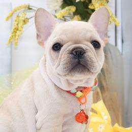 PEBBLES - Cream female French Bulldog puppy in West Plains, Missouri from Must Be Frenchies & Crown Of Curls Bolonka