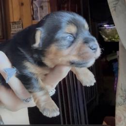 Captain (gray) - Black and tan male Yorkshire Terrier puppy in South Lake Tahoe, California from Sierra Nevada Yorkies