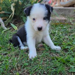 Boss - Black and white male Border Collie puppy in Ripley, Oklahoma from Adventure5 Border Collies