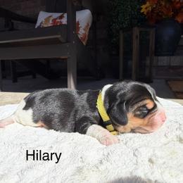 Hilary - Black tan and white female Beagle puppy in Mansfield, Missouri from Rippee Creek Kennel