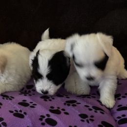 Cotons de Tulear from Sterling’s Sweet Cotons