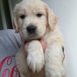 Eclipse - Brown - Golden male Golden Retriever puppy in Lucasville, Ohio from Halo Kennels