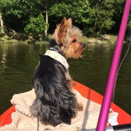 Yorkshire Terriers from Mystic Mountain Kennels