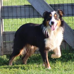 Kosmo - Black tri-color male Australian Shepherd puppy in Mount Sterling, Ohio from Northern Lights Working Dogs