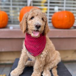 Bluey - Cream male Goldendoodle puppy in Redlands, California from Goldendoodle Pals