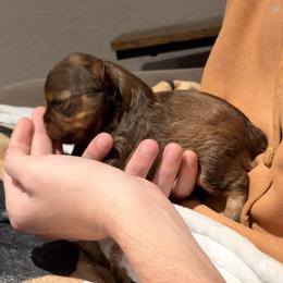 Girl 1 - Liver female Miniature Schnauzer puppy in Kaufman, Texas from KK’s Krazy Kennels