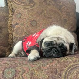 Elton John - Fawn male Pug puppy in Winter Haven, Florida from The Pugarazzi