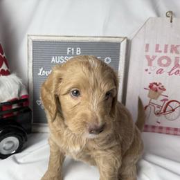Orange collar - Apricot female Aussiedoodle puppy in Mount Ulla, North Carolina from Girls of anarchy farm