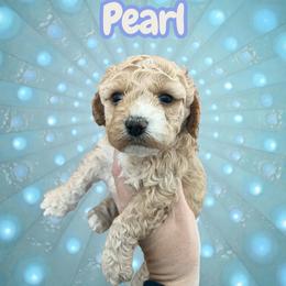 Pearl - Red female Cockapoo puppy in Connersville, Indiana from MoonShine Babies