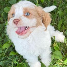 Blue boy - Blenheim male Cavapoo puppy in Waukesha, Wisconsin from Bernedoodle Boutique (and Cavapoos)