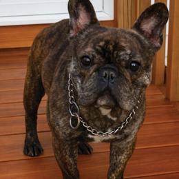 Justice - Brindle and white male French Bulldog puppy in Harvard, Illinois from The Defender Farm