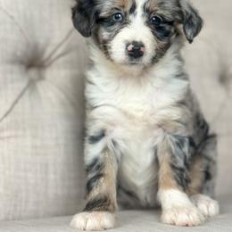 Lucy🩵 - Blue merle female Aussiedoodle puppy in Granbury, Texas from Triple Cross Doodles