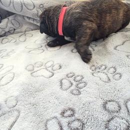 Pink Collar - Black brindle female Cane Corso puppy in Cottonport, Texas from Sweet Cane Corsos