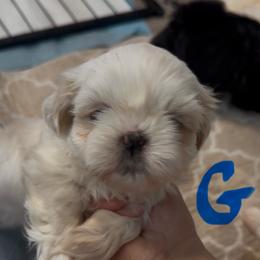 Pearl - Cream and white female Shih Tzu puppy in Boaz, Alabama from Happy Haven Farm