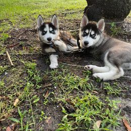Siberian Husky Puppies from Milly's Showline Pets