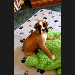 Boxer Puppies from Elevated Boxers