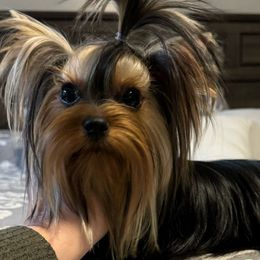 Rosie - Yorkshire Terrier