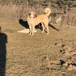 TS Tipper - Fawn female Anatolian Shepherd Dog puppy in Daggett, Michigan from T&S Anatolians