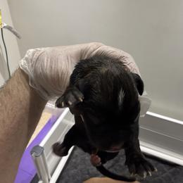Female 1 (2) - Fawn female Boxer puppy in Jamesville, New York from Reynolds Homestead Boxers