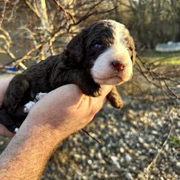 Chocolate Tri - Tri-color male Bernedoodle puppy in Holt, Missouri from Mindys Doodles
