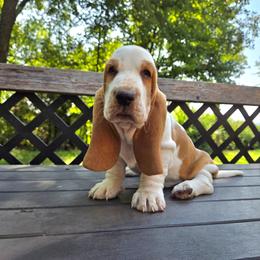 Axel - Red and white male Basset Hound puppy in Denison, Texas from Emma Lou's Baby Bassets
