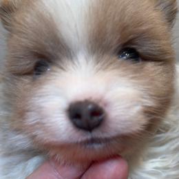Jovi - Blue sable male Pomeranian puppy in Palatka, Florida from Sugarland Pomeranians